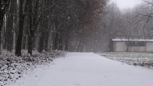 Χιονάτη στο πάρκο. Αργή κίνηση. — Αρχείο Βίντεο