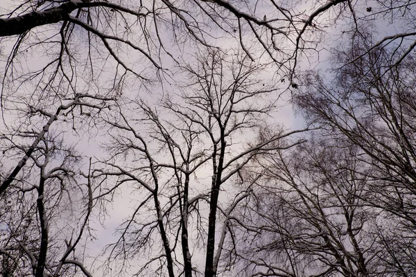 Winterlandschap Bomen Bedekt Met Sneeuw Achtergrond Van Lucht Stockfoto