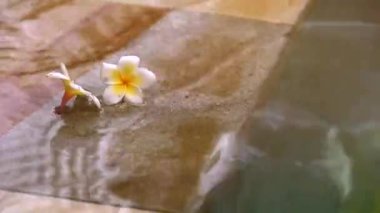 İki frangipani çiçeği havuzun kenarında suyla yıkanır.