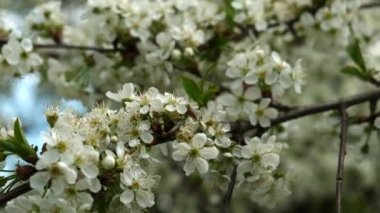 İlkbaharda çiçekli kiraz dalı. Yakın plan. Ağır çekim. Seçici odak.