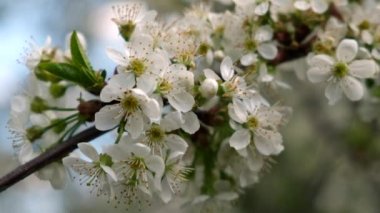İlkbaharda çiçekli kiraz dalı. Yakın plan. Ağır çekim. Seçici odak.