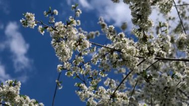 İlkbaharda çiçekli kiraz dalı. Ağır çekim. Seçici odak.