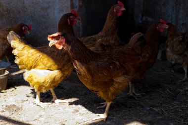 Tavuk kümesinde tavuklar.