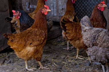 Tavuğun profil portresi.