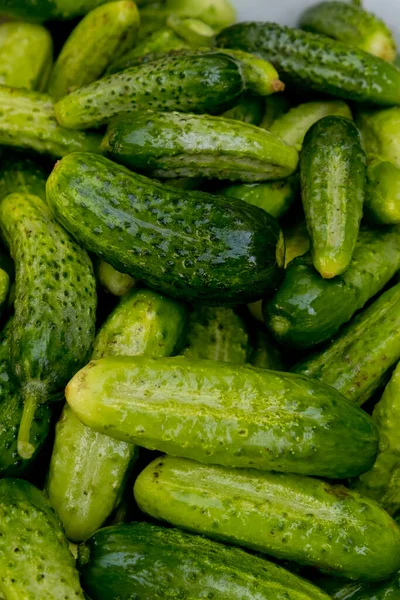 Close Lots Fresh Small Cucumbers Selective Focus — Stock Photo, Image
