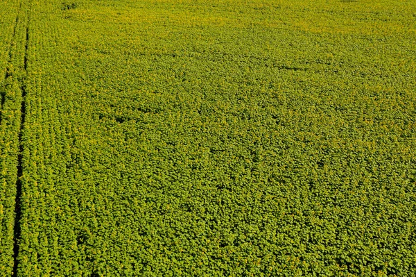 Luftaufnahme Des Sonnenblumenfeldes — Stockfoto