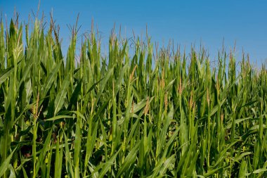 Infloresans erkek çiçek mısır. 