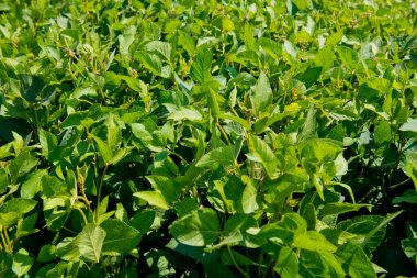 Soya yaprakları yakın plan. Tarlada taze soya filizleri.