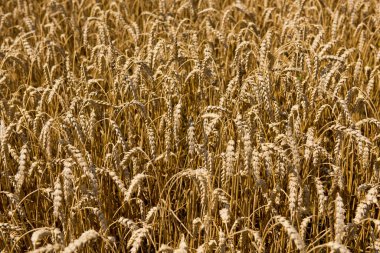 Buğday tarlasının arka planına karşı buğday başakları.