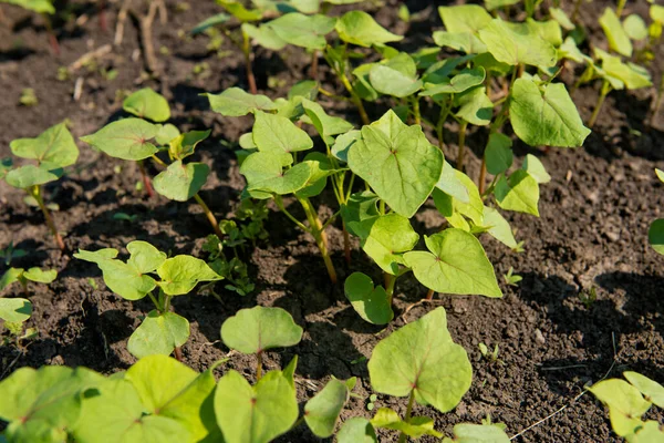 Zbliżenie Młodej Gryki Kiełkowej — Zdjęcie stockowe