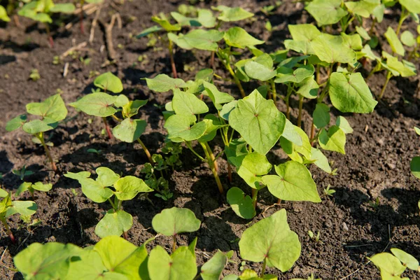 Primer Plano Del Trigo Sarraceno Brote Joven — Foto de Stock