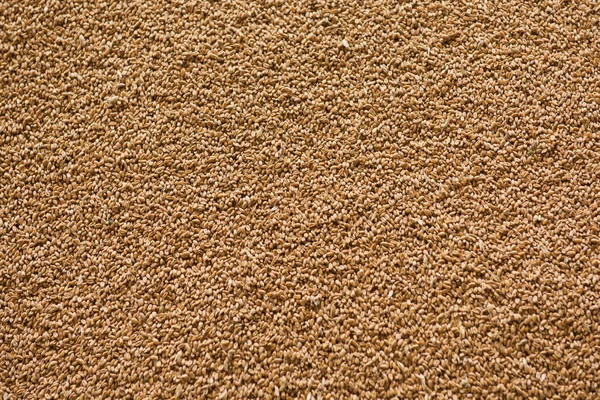 Вишукані Зерна Пшениці Виставка Фон — стокове фото