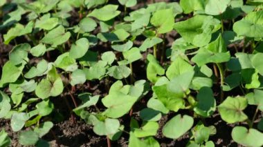 Genç taze karabuğday filizlerinin manzarası. Ağır çekim. Seçici odak.