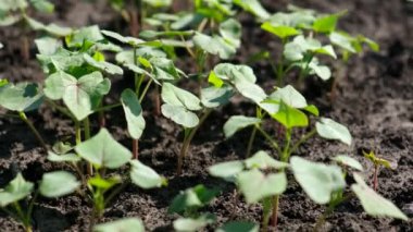 Genç taze karabuğday filizlerinin manzarası. Ağır çekim. Seçici odak.