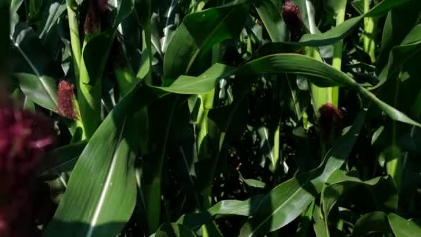 Crossing Field Green Corn Slow Motion — Stock Video