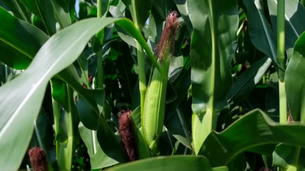 Молодий Кукурудзяний Коб Кукурудзяному Стеблі Повільний Рух — стокове відео