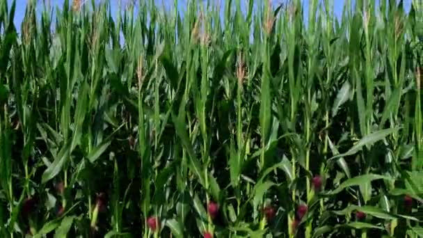 Campo Milho Verde Movimento Lento — Vídeo de Stock