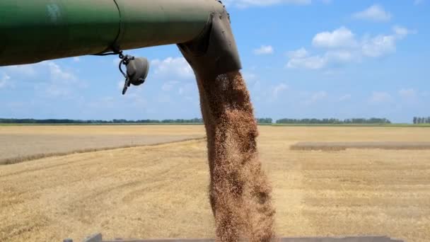 Tarım Alanında Çalışan Tahıl Hasatçılarına Yakın Bir Yerde Buğday Tanelerini — Stok video