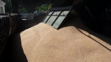 Bir kamyon asansöre buğday boşaltıyor. Yavaş çekim.