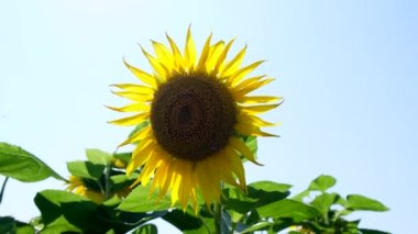 Çerçevesinde güneşten parlayan bir parıltıyla sahada ayçiçeği. Yavaş çekim.