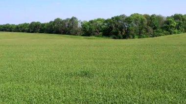Genç yeşil mısır bitkilerinin havadan görünüşü.