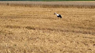 Altın buğday hasat edilmeye hazır. Mavi gökyüzüne karşı güzel buğday tarlası. Yavaş çekim.