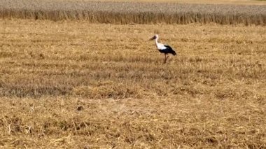 Leylek buğday topladıktan sonra tarlada yürüyor. Yavaş çekim.