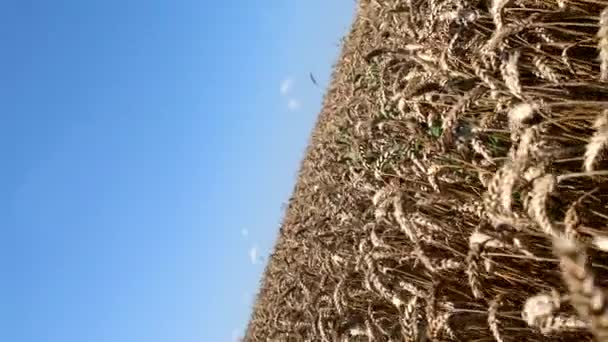 Золотая пшеница готова к сбору. Прекрасное пшеничное поле на фоне голубого неба. Вращение на 360 градусов. Медленное движение. Селективный фокус. — стоковое видео