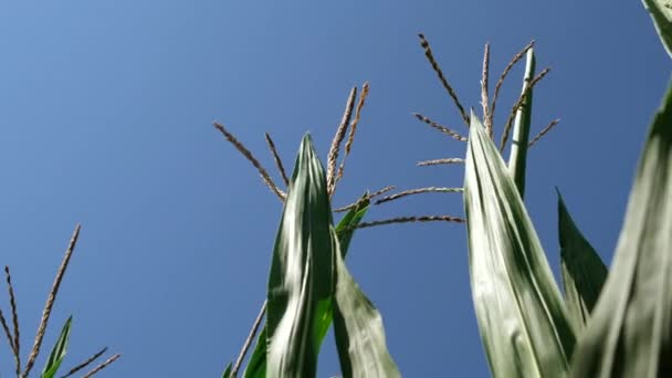 Blütenstand männlichen Blüten Mais. Zeitlupe. — Stockvideo