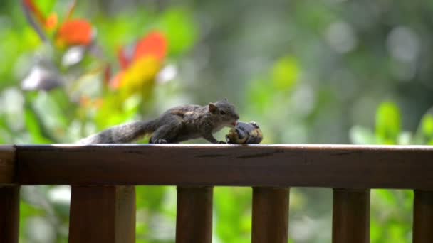 Grå-Bellied Squirre — Stockvideo