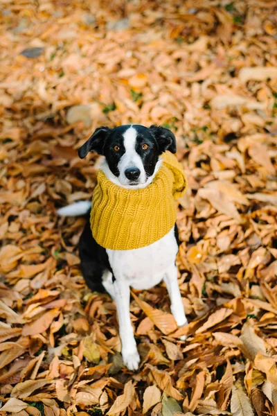 Perro con bufanda en temporada de otoño —  Fotos de Stock