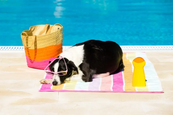 Hond zonnebaden bij zwembad — Stockfoto