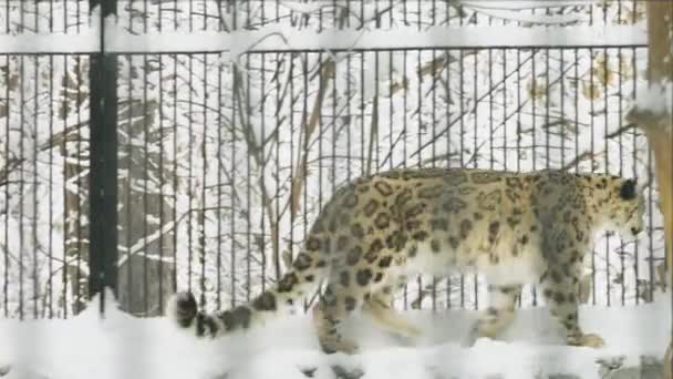 Snow leopard walks in the zoo in the winter