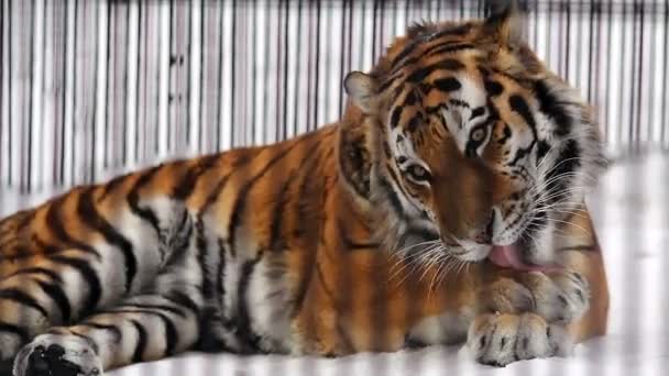 Portrait of the Amur tiger in winter — Stock Footage Portrait of the Amur tiger in winter Video Clip