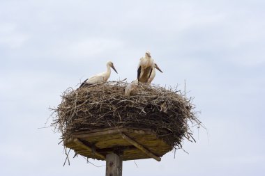 Beyaz leylek aile üzerinde bir yuva