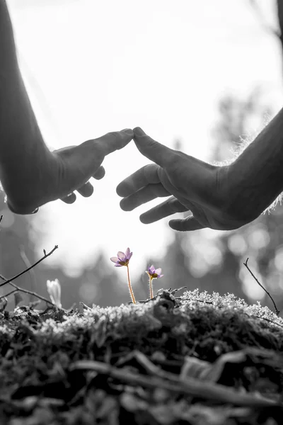 Male hands making a protective gesture over delicate purple flow — Stock Photo, Image