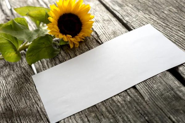 Pedaço de papel em branco e girassol florescendo bonito — Fotografia de Stock