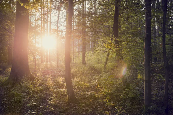 Zon schijnt door boomstammen in mooie groene fores instellen — Stockfoto