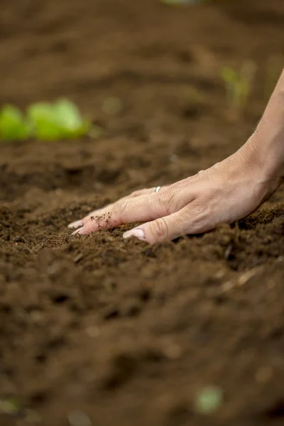 Closeup of female hand touching a brown fertile soil — Stock Photo, Image