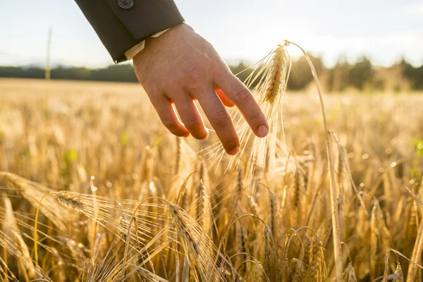 Close-up beeld van mannenhand in bedrijf past bij aanraken van een gouden whe — Stockfoto