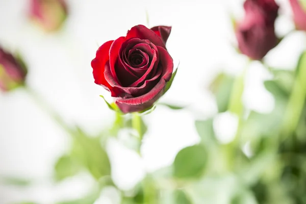 Selektiv inriktning röd rosa på en buske — Stockfoto