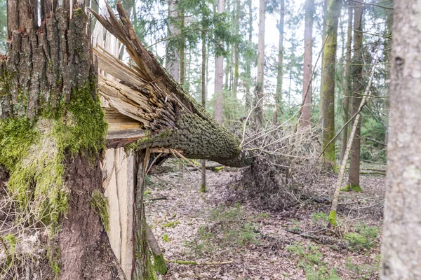 Forest tree felled in a storm — Stock Photo, Image