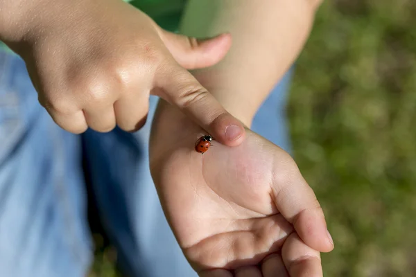 Anak muda terpesona oleh kumbang kecil — Stok Foto