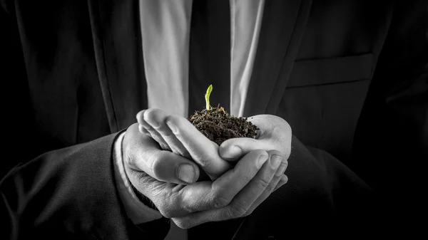 Businessman holding a germinating plant — Stock Photo, Image