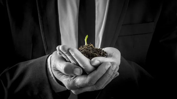 Businessman holding a germinating plant