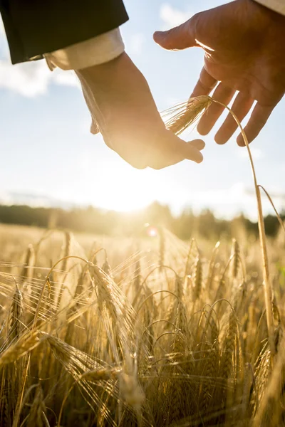 Businessman nurturing an ear of ripening wheat — Stock Photo, Image