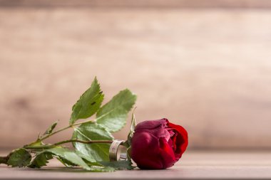 Evlilik ya da nişan yüzüğü ile tek kırmızı gül