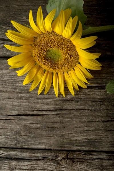 Mammouth tête de fleur de tournesol avec espace de copie — Photo