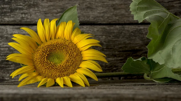 Single mammoth sunflower bloom on wooden table — Stock Photo, Image