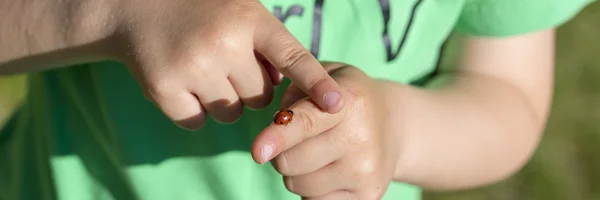 Gros plan sur les mains tenant coccinelle — Photo